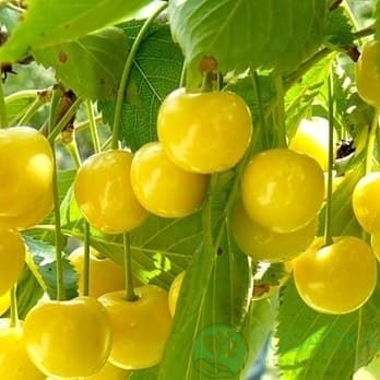 картинка Черешня Дрогана Желтая 