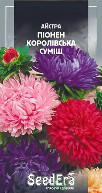 картинка Астра Пионен Королевская смесь, семена 0,25 г, SeedEra 