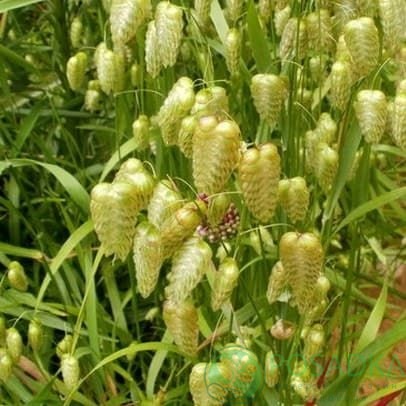 картинка Бриза большая (трясунка) 