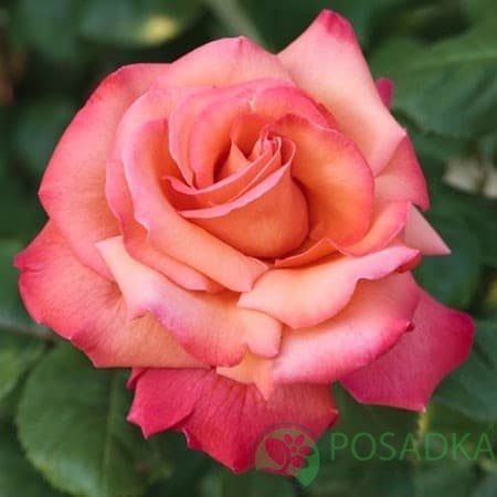 картинка Роза чайно-гибридная Христофор Колумб 