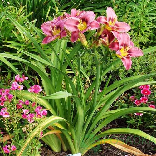 картинка Лилейник Macbeth 