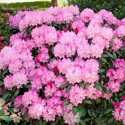 картинка Рододендрон якушиманский Kalinka 