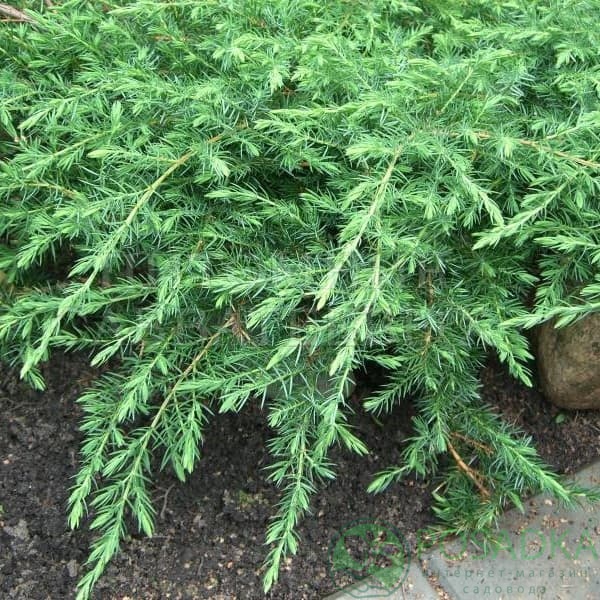 картинка Можжевельник обыкновенный Грин Карпет 