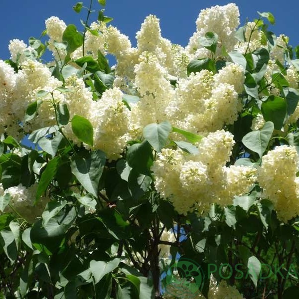 картинка Сирень обыкновенная Примроуз 2л 