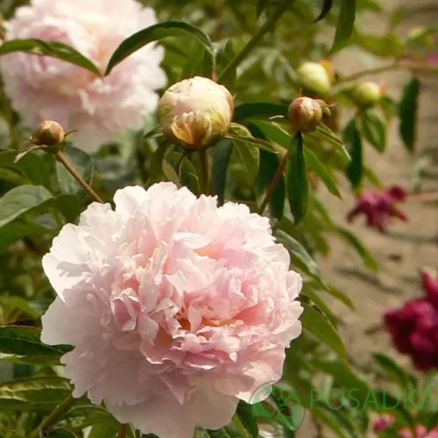 картинка Пион Chiffon Parfait 