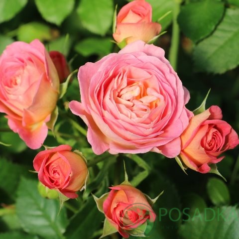 картинка Роза плетистая Парасоль 