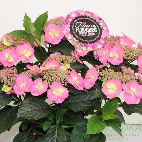 картинка Гортензия крупнолистная Cotton Сandy 