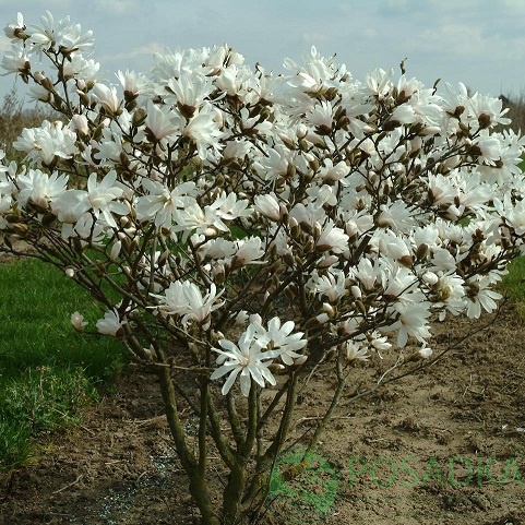 картинка Магнолия звездчатая Stellata  картинка Магнолия звездчатая Stellata