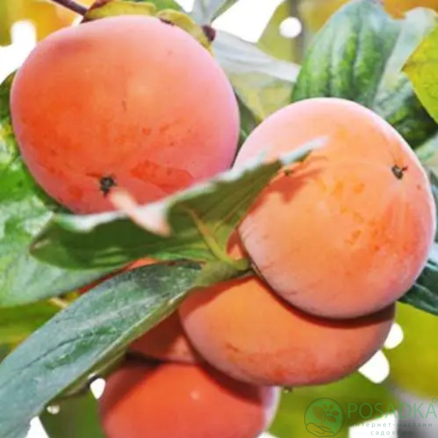 картинка Хурма Памяти Черняева (зимостойкая) 