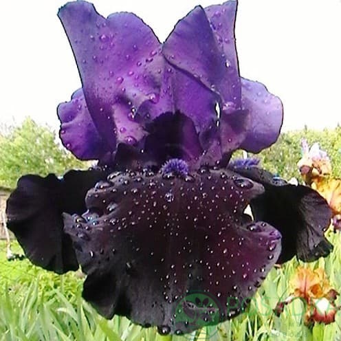 картинка Ирис бородатый Black Dragon 