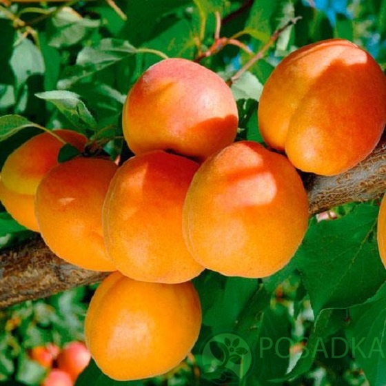 картинка Абрикос Фаркло 