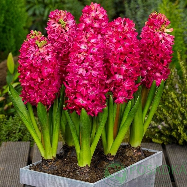 картинка Гиацинт Scarlet Pearl картинка Гиацинт Scarlet Pearl