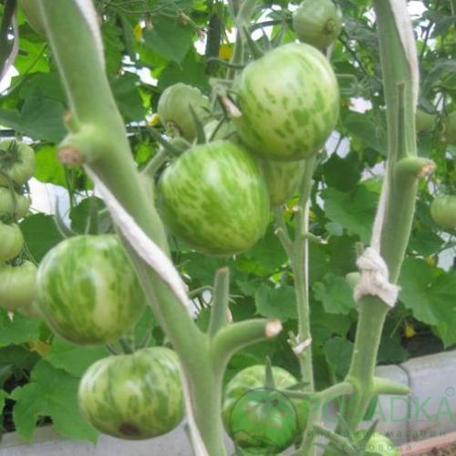 картинка Семена Томат Зебра белая 0.1гр, SeedEra 