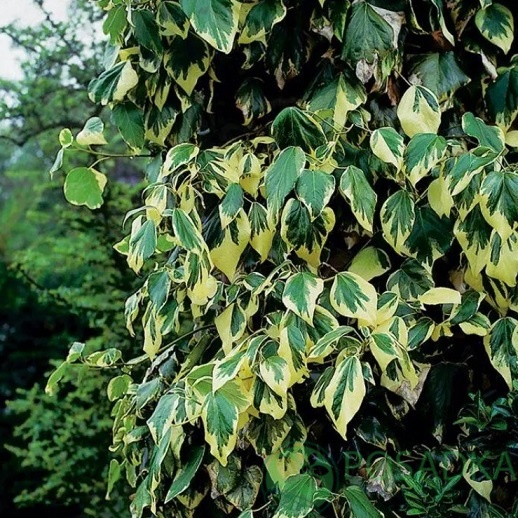 картинка Плющ колхидский 'Dentata Variegata' 