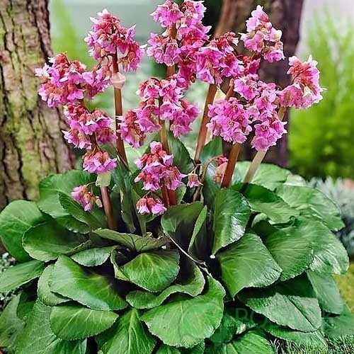 картинка Бадан (Бергения) Cordifolia 