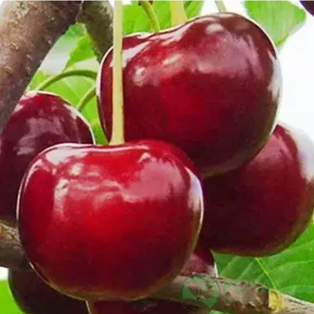 картинка Черешня Рекорд 