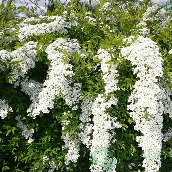 картинка Спирея серая Грефшейм 