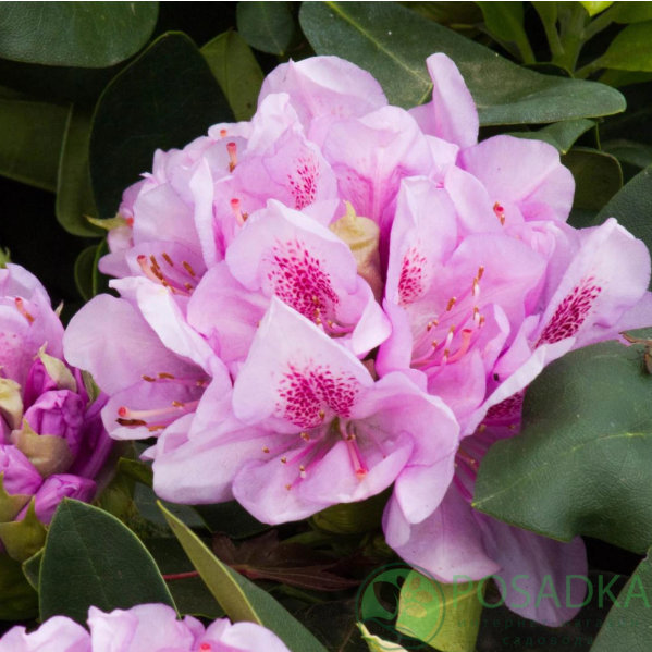 картинка Рододендрон libin С4 