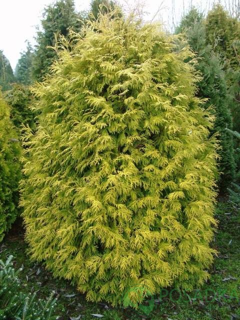 картинка Туя западная Холмструп Йеллоу 