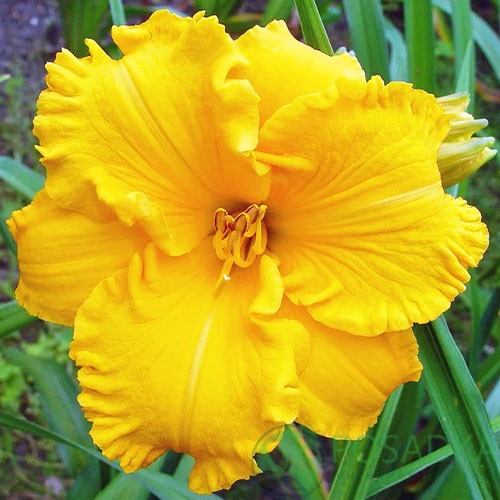 картинка Лилейник Bakabana 