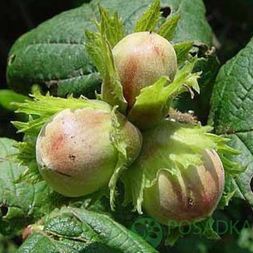 картинка Фундук Урожайный 80 