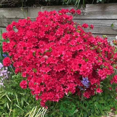 картинка Рододендрон тупой Hino Crimson 