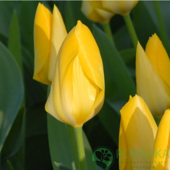 картинка Тюльпан Yellow Purissima 