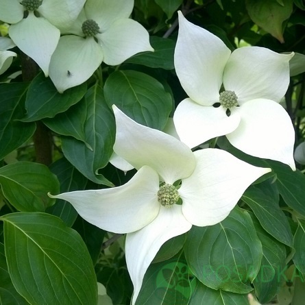 картинка Дерен коуза China Girl 