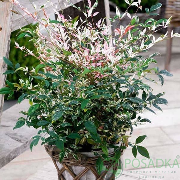 картинка Нандина домашняя Twilight 