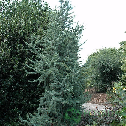 картинка Кедр ливанский Fastigiata  