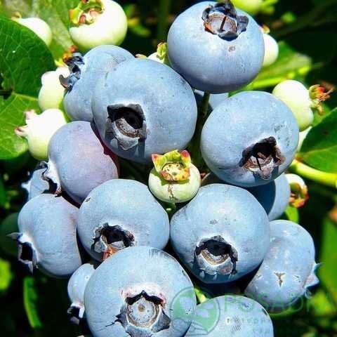 картинка Голубика 3 летняя Гурон (контейнер С2)  картинка Голубика 3 летняя Гурон (контейнер С2)