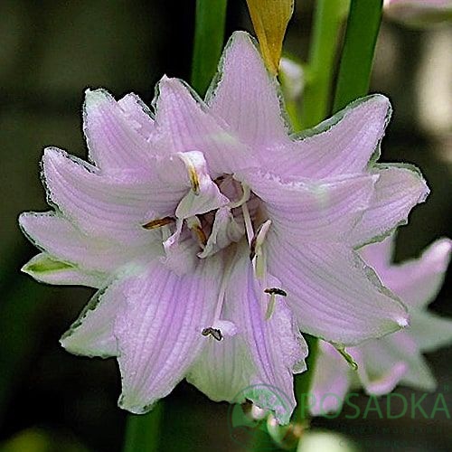 картинка Хоста Ki Ren Jyaku 