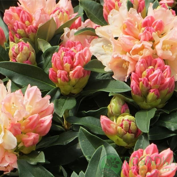 картинка Рододендрон якушиманский Golden Torch  картинка Рододендрон якушиманский Golden Torch