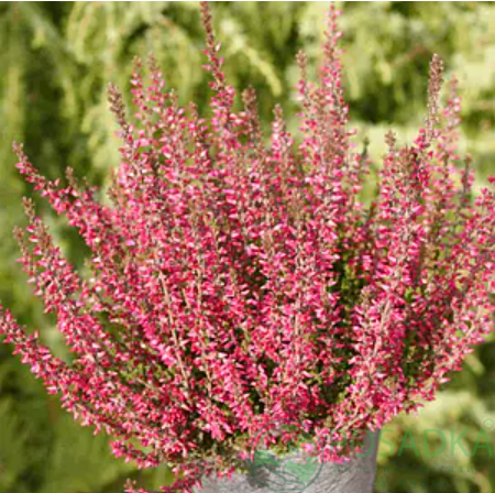 картинка Вереск обыкновенный Red Marlies 