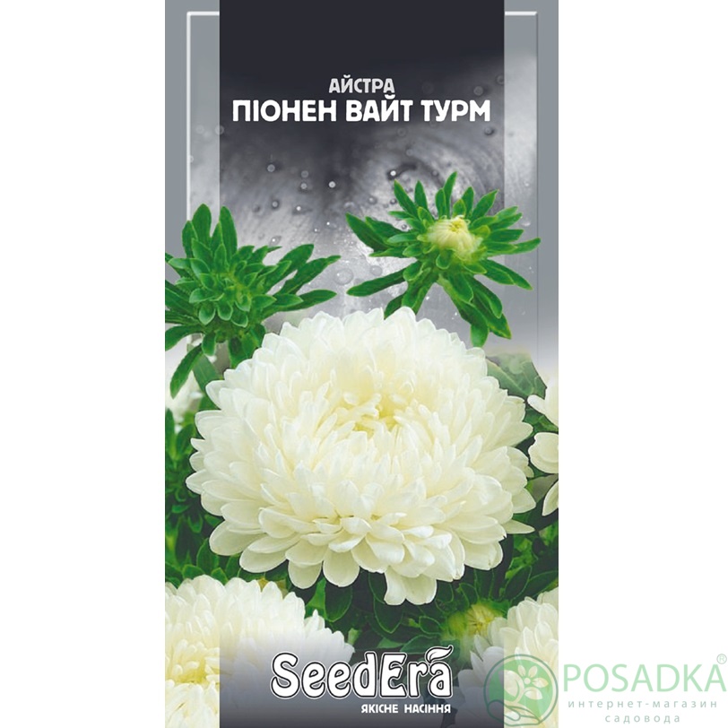 картинка Семена Астра Высокорослая Пионен Вайт Турм, 0,25 гр, SeedEra 