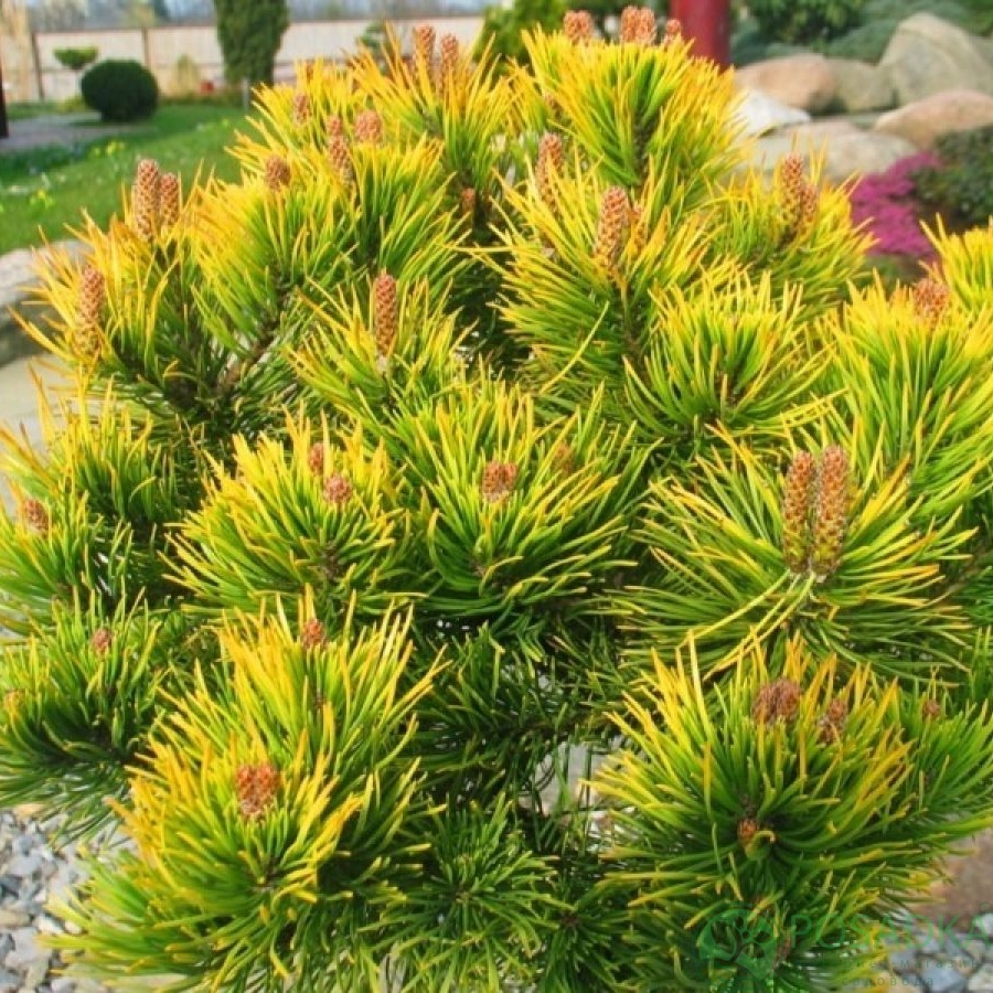 картинка Сосна горная Winter Gold (Винтер Голд) 