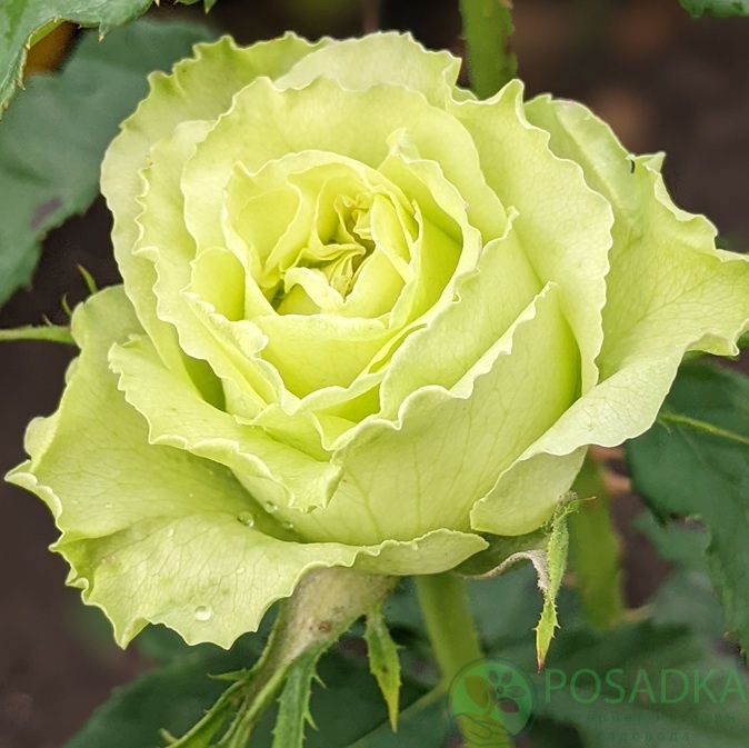 картинка Роза чайно-гибридная Зеленая Планета (Green Planet) 