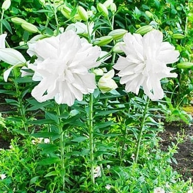 картинка Лилия Lotus Ice  картинка Лилия Lotus Ice