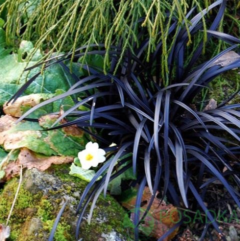 картинка Офиопогон плоскострелый Niger 