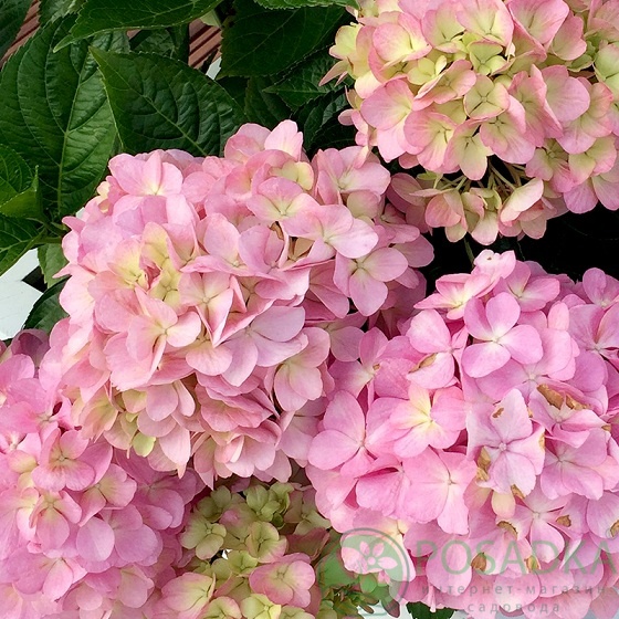 картинка Гортензия крупнолистная Lady Seduction 