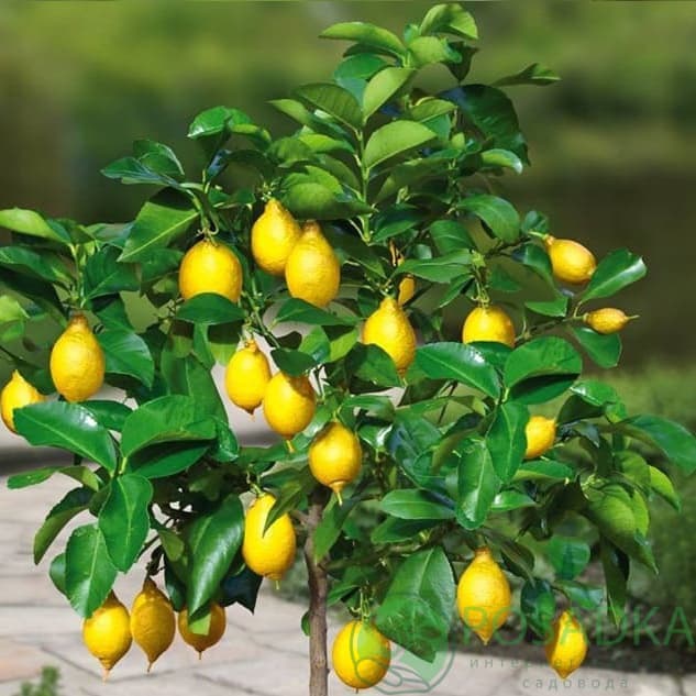 картинка Лимон Киевский крупноплодный 