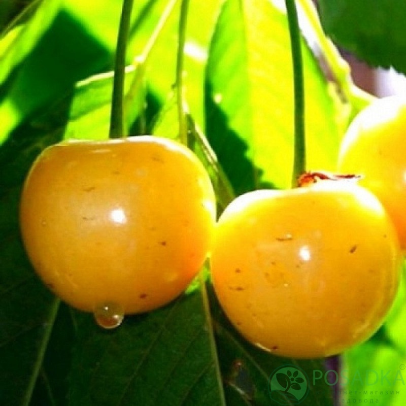 картинка Черешня Дачница 