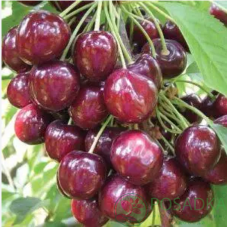 картинка Черешня Этика 