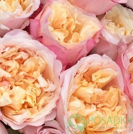 картинка Роза английская Эдит (Edith) 