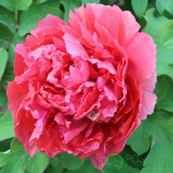 картинка Пион древовидный Shi Ba Hao 