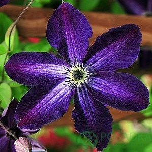 картинка Клематис Night Veil 