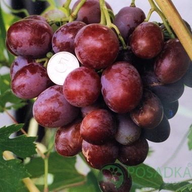 картинка Виноград Атаман 