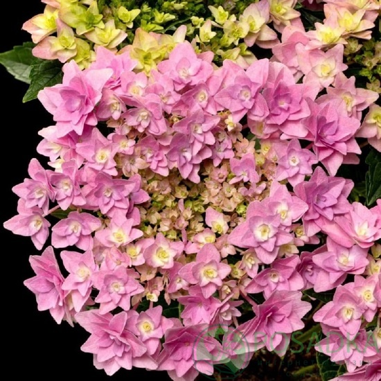 картинка Гортензия крупнолистная Floria (Флория) 