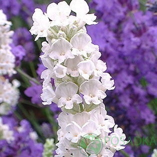 картинка Лаванда узколистная Edelweiss 
