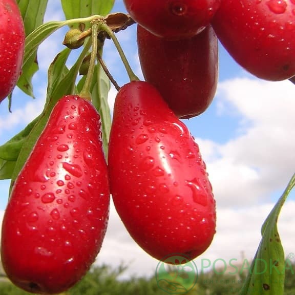 картинка Кизил Пионер 